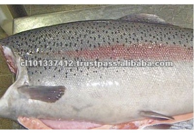 Chile High Quality and Best Price Salmon Trout